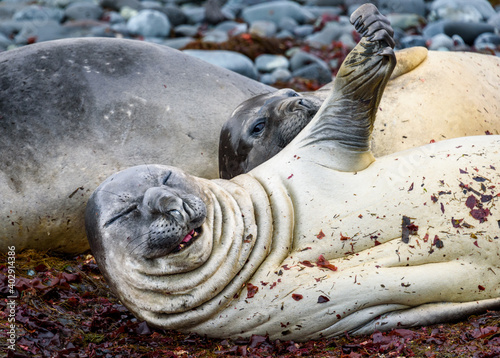 Fotografie Closeup of an Elephant Seal napping and making a funny face on the beach of King