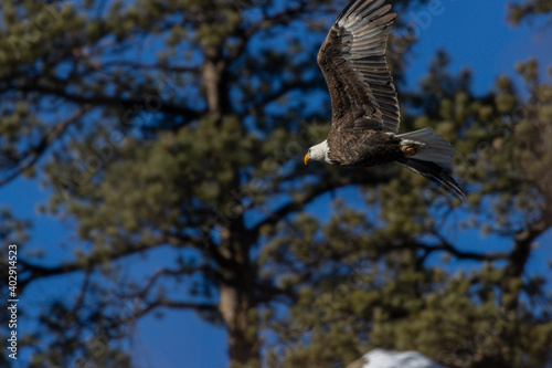 Bald Eagle in Eleven Mile Canyon © swkrullimaging