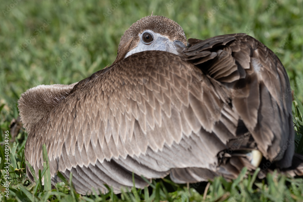 Fototapeta premium Juvenile Florida Brown Pelican Walking laying in the grass with beak tucked behind it's wings at indian river side park in stuart florida