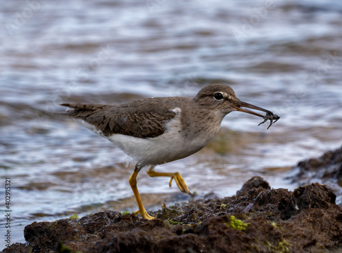Sand Piper running  on Top of Rocks and trying to feed next to Shore Line of Indian River Side Park in Stuart Florida