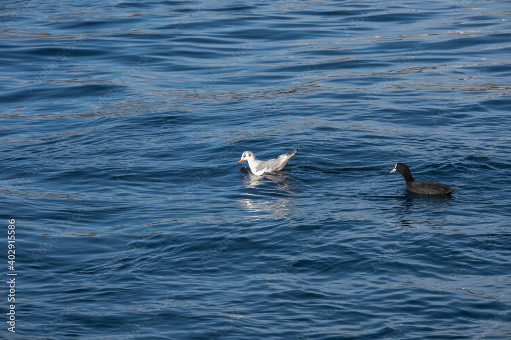 Naklejka premium seagull floating in the sea