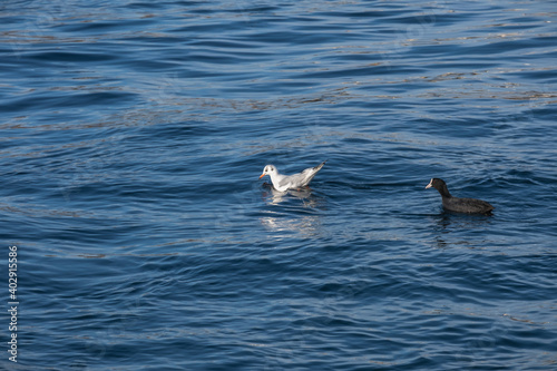 seagull floating in the sea