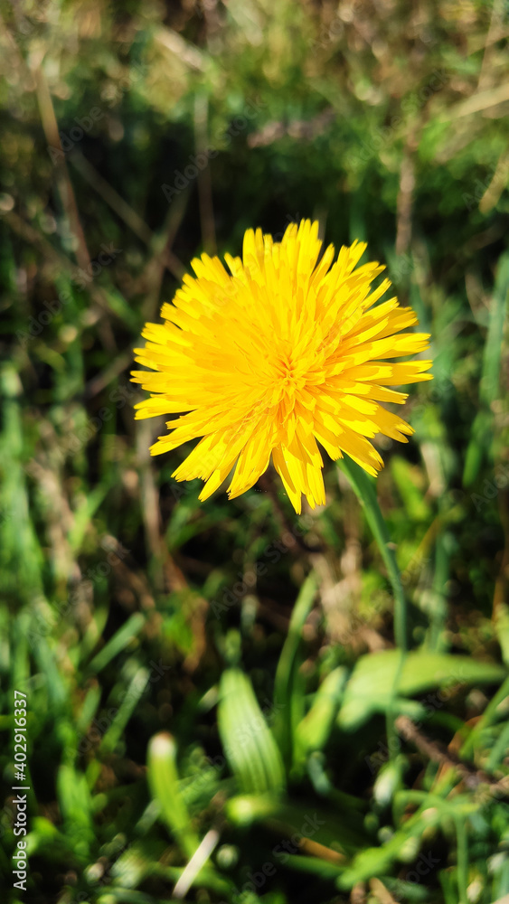 Detail of Common Dandelion (Taraxacum officinale) head in full bloom closeup in a sunny day in Viana do Castelo, Portugal. Shot during winter time.