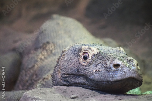 Varanous from Komodo Island  Indonesia  - close-up photograph