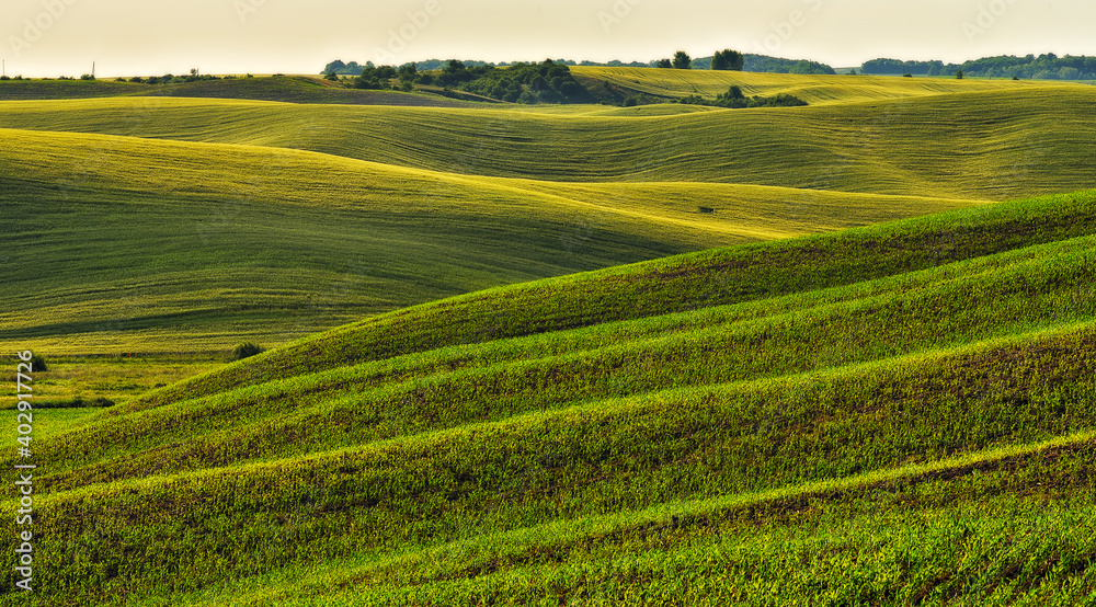 Rolling hills of green wheat fields. Amazing fairy minimalistic landscape with waves hills Rolling hills of green wheat fields. Amazing fairy minimalistic landscape with waves hills