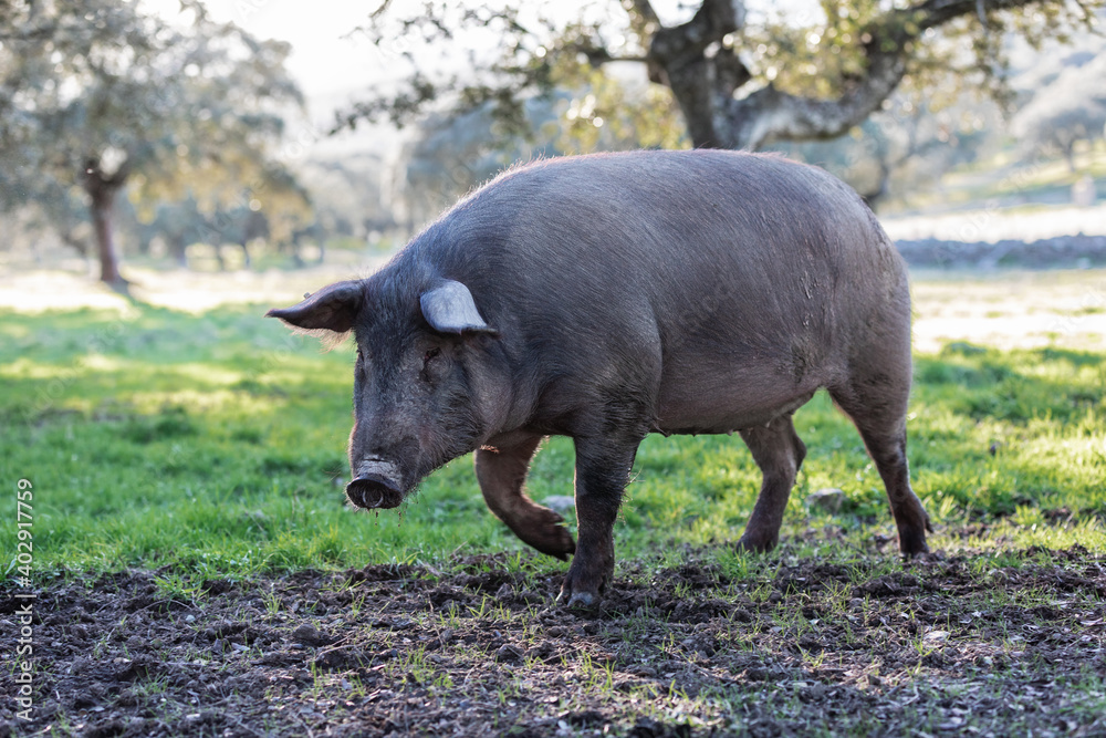 Iberian pigs eating in the middle of nature Iberian pigs eating in the middle of nature