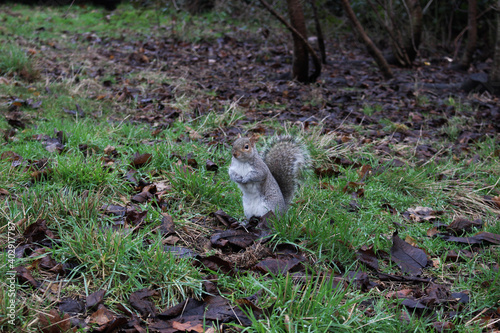 squirrel in the forest