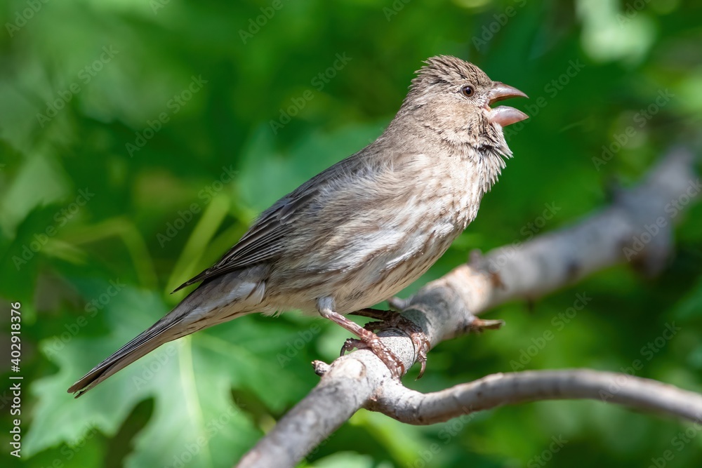 Female House Finch chirping, perched on a branch of a Silver Maple Tree with a vibrant green background.