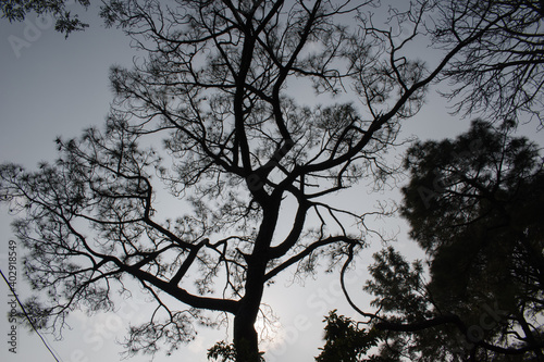 picture of scary indian pine tree in evening