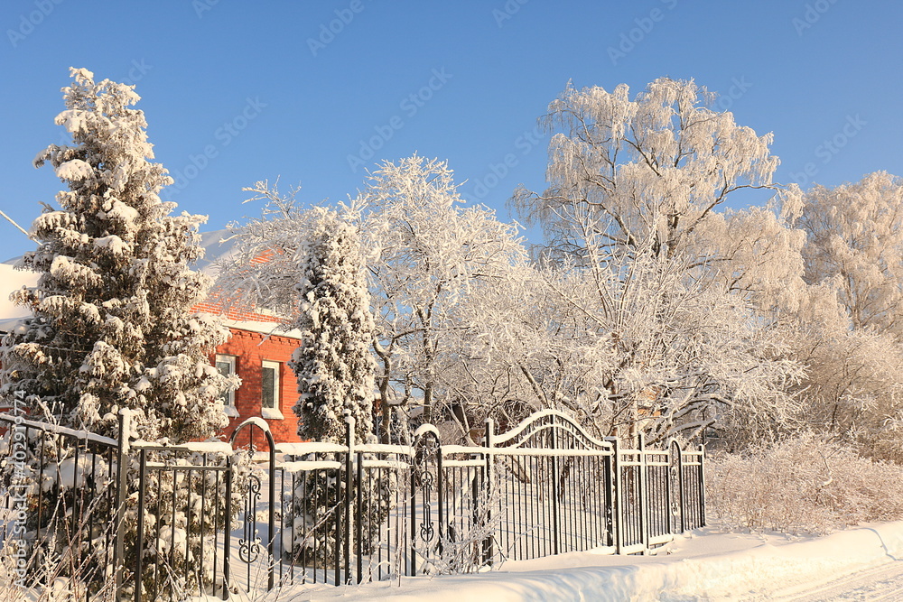 Russian nature in winter, Christmas background. After a snowfall, tree branches are covered with snow and sparkle in the sun, severe frost and low temperatures. This is a beautiful winter banner,