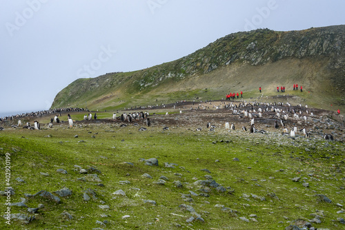 Vászonkép Chinstrap Penguin colony on the Aitcho Islands, South Shetland Islands, Antarcti
