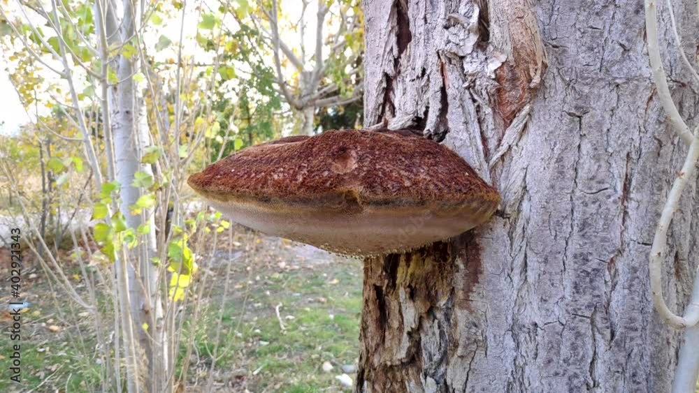 Large brown rot mushroom on tree trunk with drops of moisture dripping from below. Descending shot Large brown rot mushroom on tree trunk with drops of moisture dripping from below. Descending shot