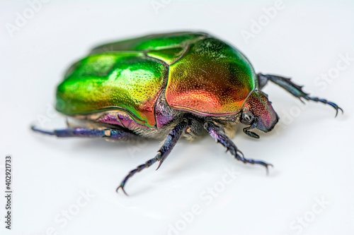 Rose chafer, Cetonia aurata, isolated on white background. Beautiful iridescent beetle. Extreme macro. © blackdiamond67