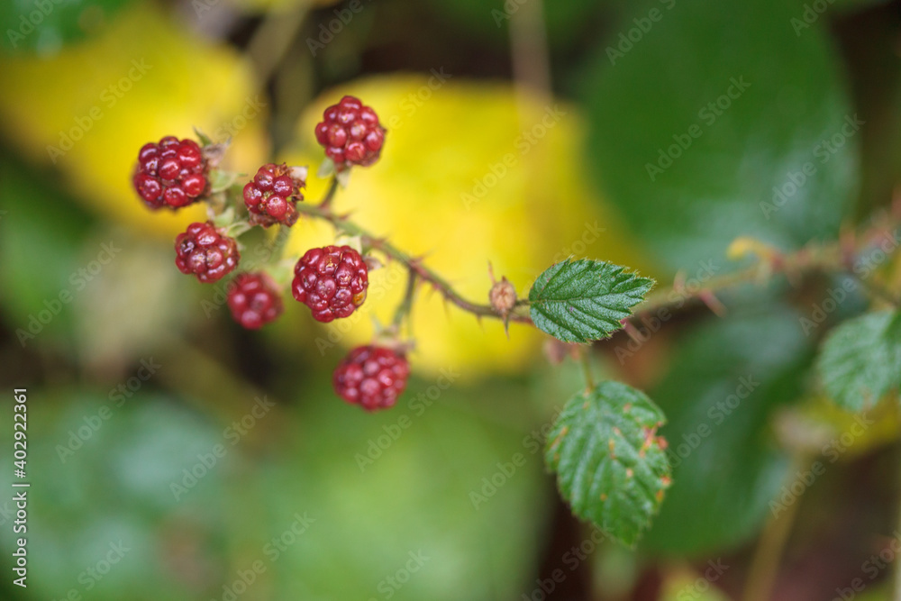 bramble, brambleberry still red on branch at autumn bramble, brambleberry still red on branch at autumn