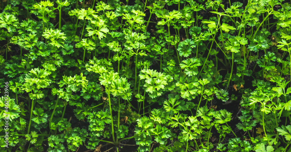 Parsley background with copy space available. Parsley background with copy space available.
