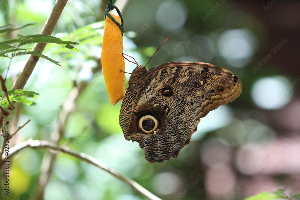 Fototapeta premium butterfly on leaf