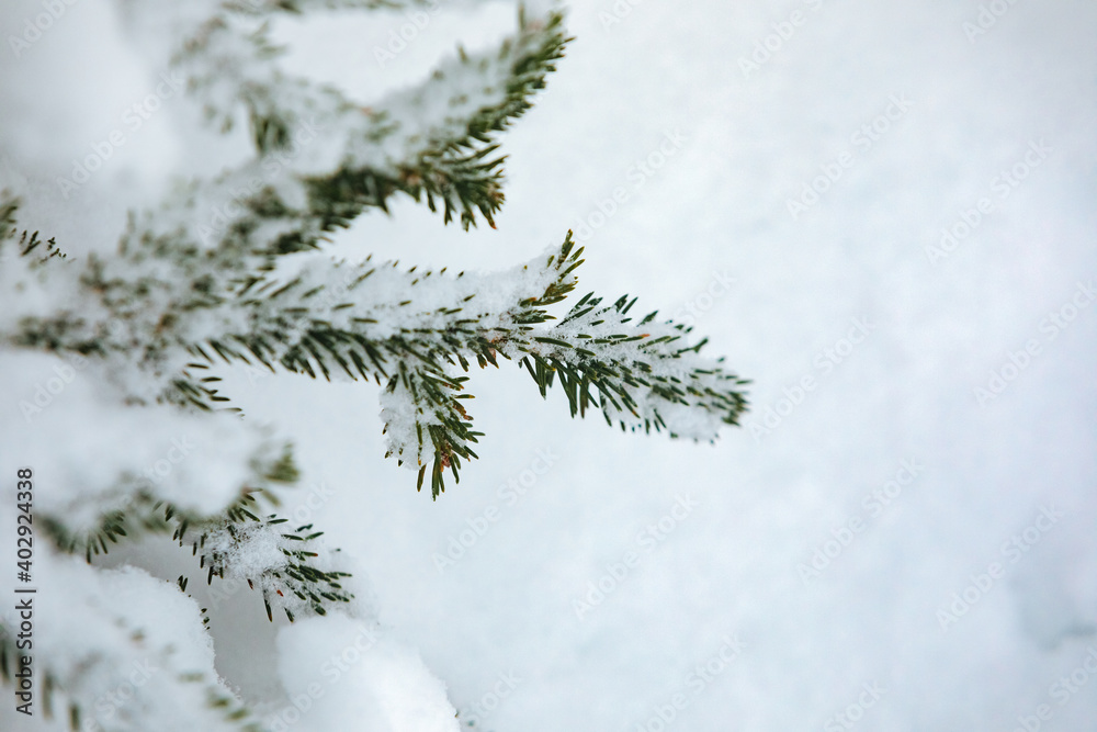 Fir branches covered with a lot of snow in a forest