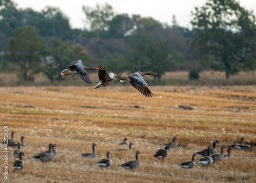 Goose in flight © Karim