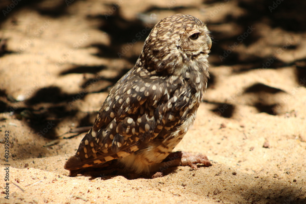 horned owl horned owl
