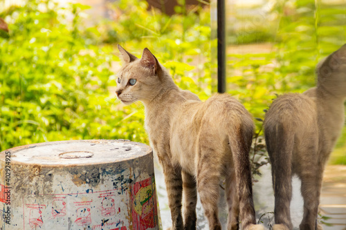 Gato em posição de alerta. Gato abandonado em um cemitério na cidade de Goiânia. photo