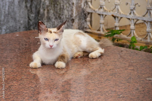 Gato deitado em uma sepultura. Gato abandonado em um cemitério na cidade de Goiânia.