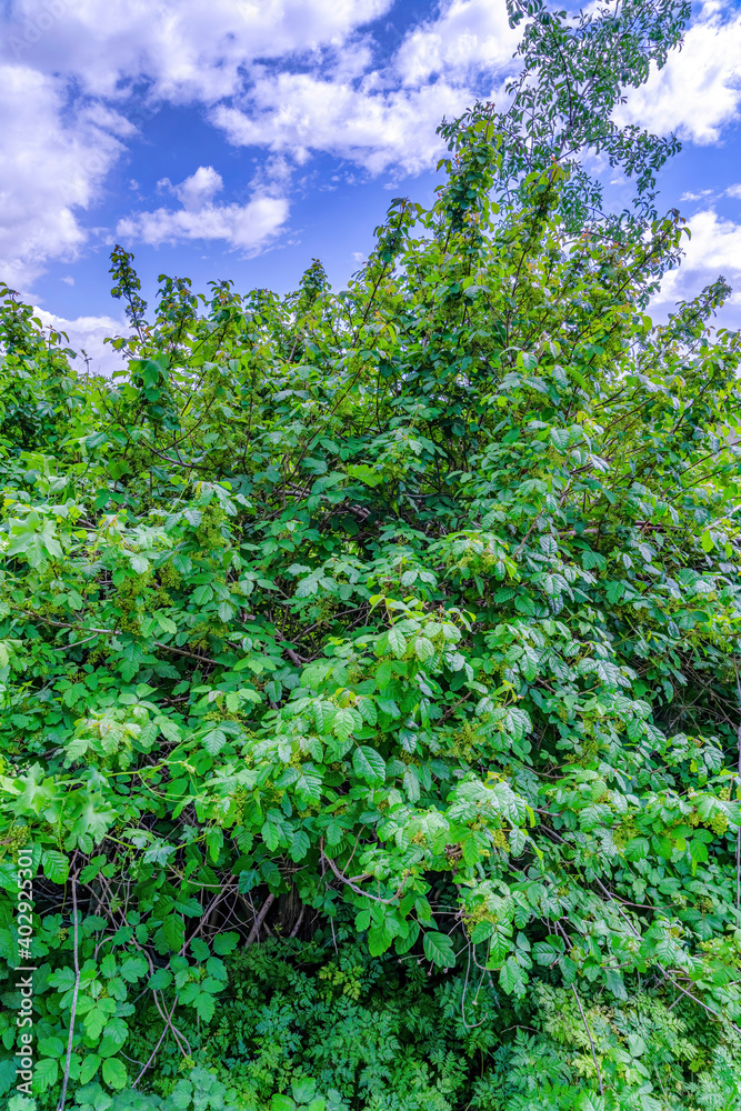 Fototapeta premium Green leaves of plants against cloudy blue sky in San Diego California forest