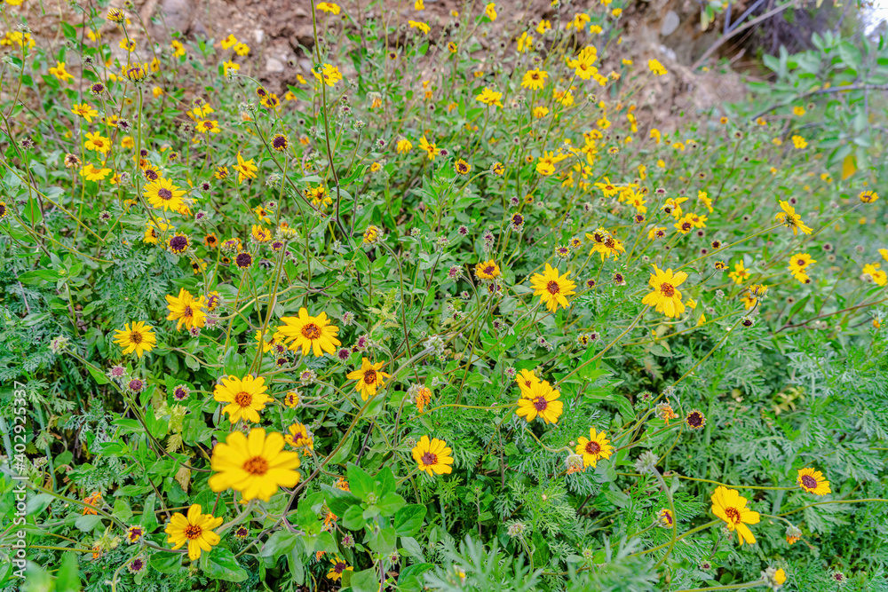Wild yellow daisies with small green leaves in forest of San Diego California