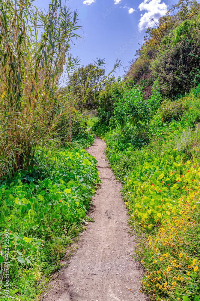 Naklejka premium Narrow hiking trail amidst lush foliage in the forest of San Diego California