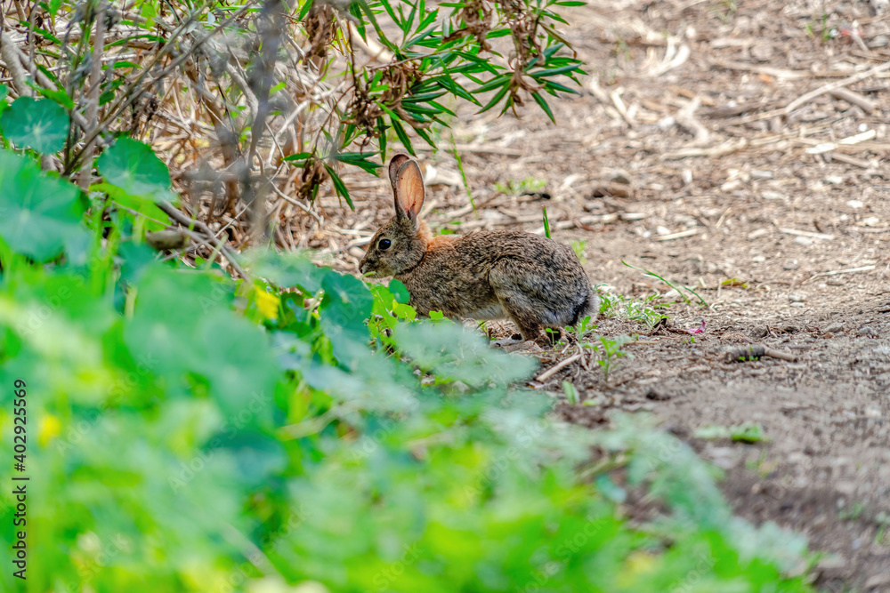 Gray animal with big ears on dry brown forest ground of San Diego California