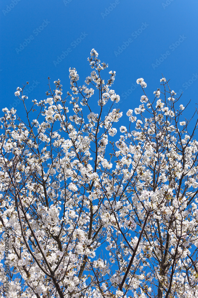 青空を背景に満開の山桜
