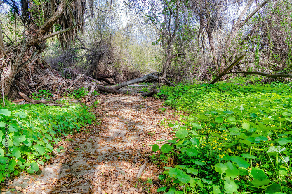 Sunny day in San Diego California forest with trail covered with brown leaves Sunny day in San Diego California forest with trail covered with brown leaves
