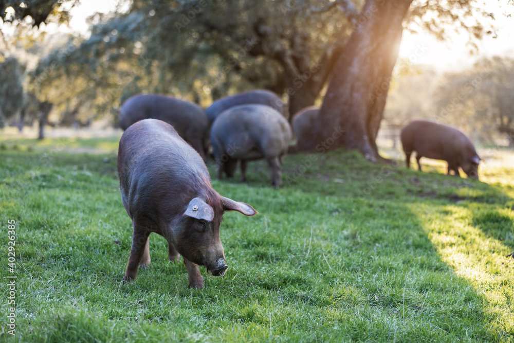 Iberian pigs eating in the middle of nature Iberian pigs eating in the middle of nature