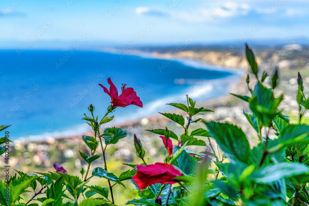 Flowers and leaves against blue ocean and coastline of San Diego California