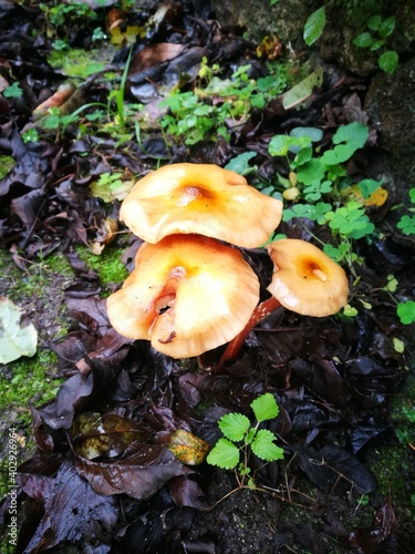 mushrooms in the forest