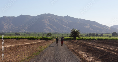 Camino hacia el viñedo photo