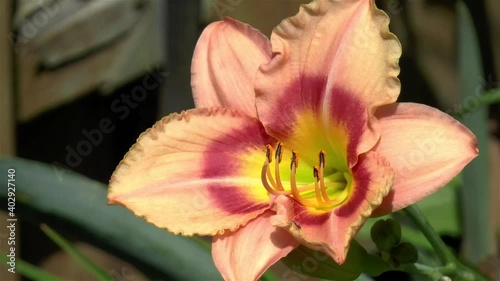 Gardening: close-up, detailed view of a Hemerocallis Siloam Bye Lo flower with ants. photo