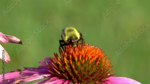Pollination: close-up, detailed view of a bee on a Echinacea Purpurea flower, purple coneflower.