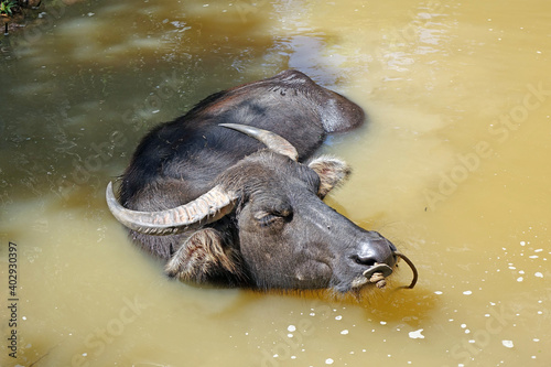 thai buffalo in the water © Cheattha