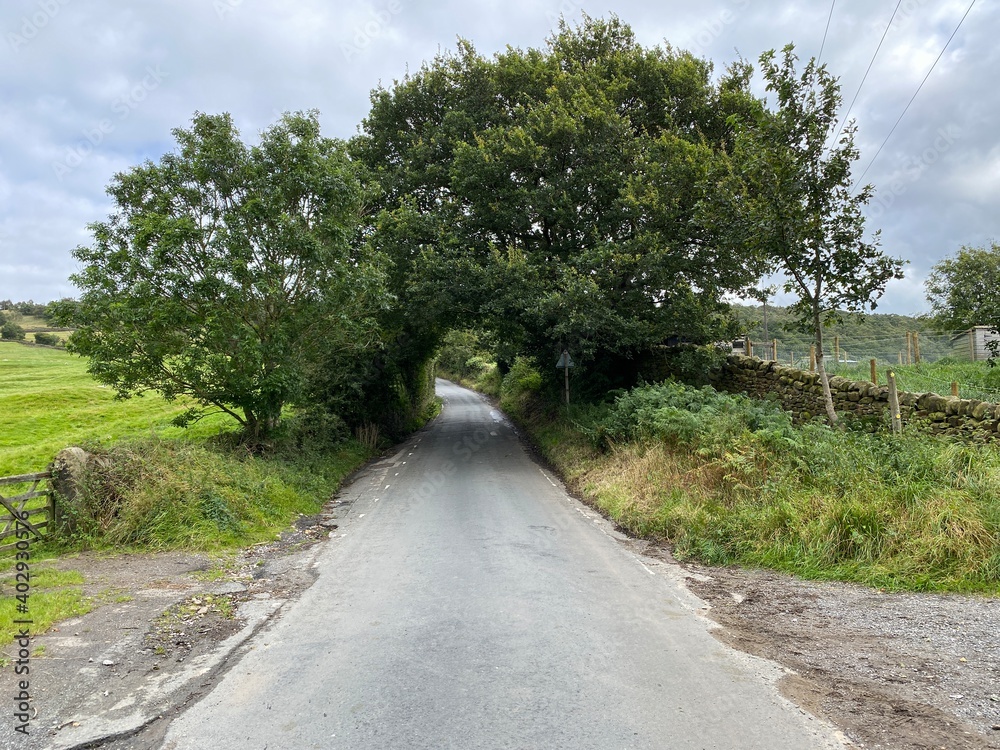 Looking along, Holden Lane, with large trees, dry stone walls, and cloudy skies near, Silsden, Keighley, Uk