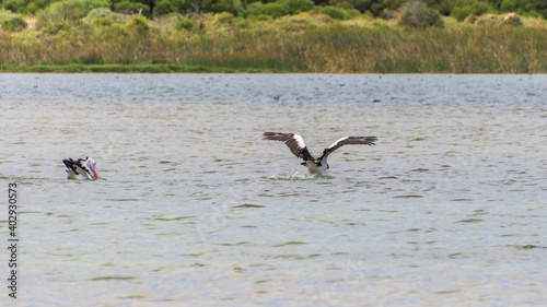 Pelicans at Lake Richmond is an important ecosystem for thrombolites and waterbirds.