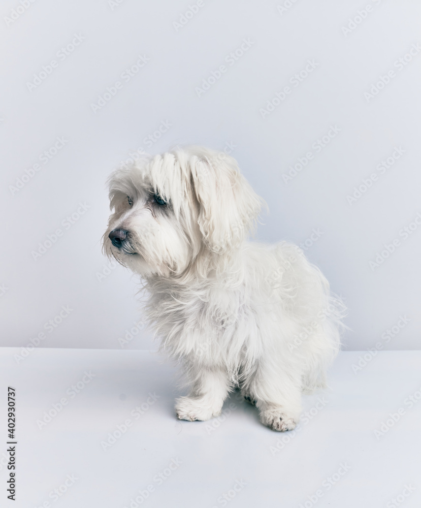 Adorable dog over isolated white background. Adorable dog over isolated white background.