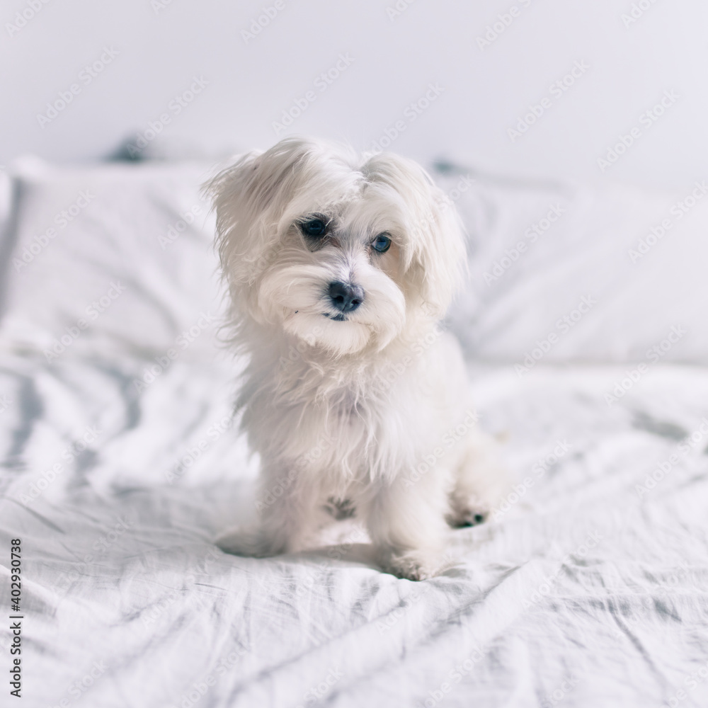 Adorable white dog at bed. Adorable white dog at bed.