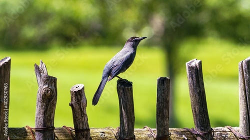 A Gray Catbird rests on a wired wooden fence © Jonathan Dakin
