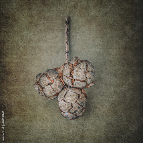 Bald cypress cones on a textured background