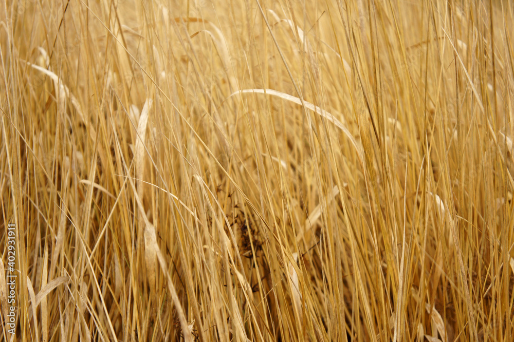 Fototapeta premium Dry grass background