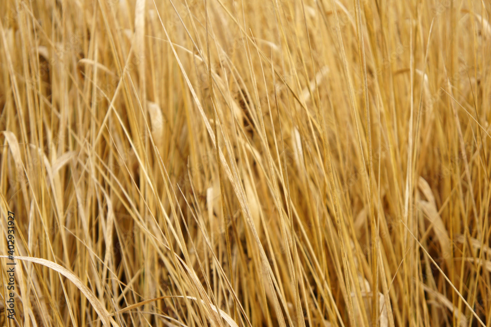 Fototapeta premium Dry grass background