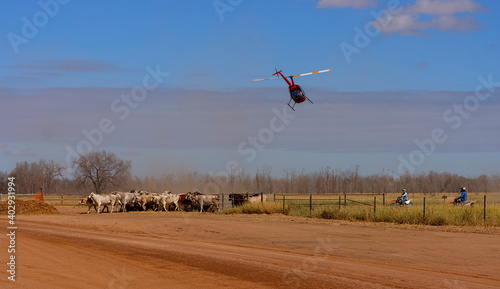 Cattle being mustered with helicopter and motorbikes in Central Queensland, Australia.