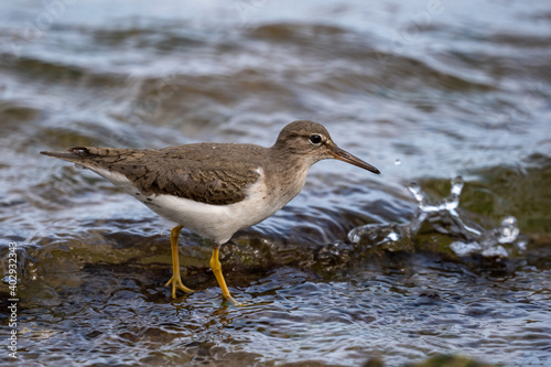 Sand Piper running on Top of Rocks and trying to feed next to Shore Line of Indian River Side Park in Stuart Florida