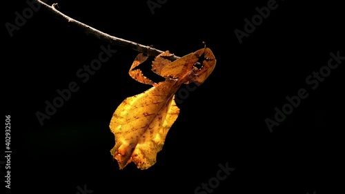Javanese Leaf Insect, Phyllium pulchrifolium, Female, Yellow Form, 4K Footage; shaking its body with the wind to pretend to the leaf of the twig under the afternoon sun, lovely dark background. photo