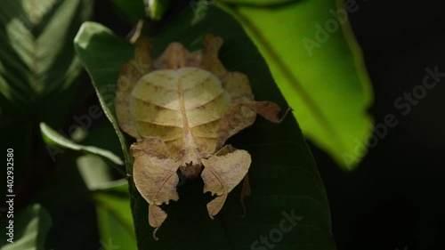 Javanese Leaf Insect, Phyllium pulchrifolium, Female, Yellow Form, 4K Footage; body moves as the light goes darker, an Ant silhouette moves to the right then back to the left on a light green leaf. photo